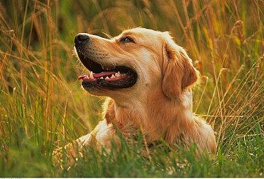 地雷社战略RPG《妖精剑士 F》角色声优情报透露